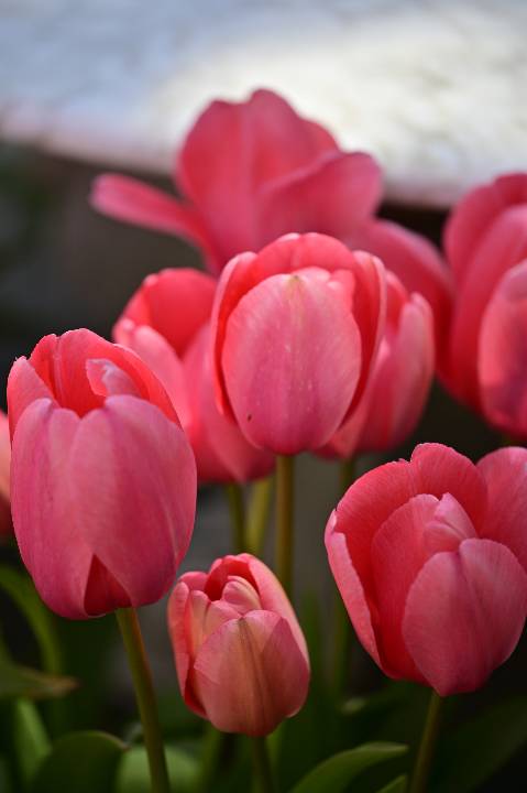 A close-up of several bright pink tulip blooms with smooth petals and green stems, softly blurred background.