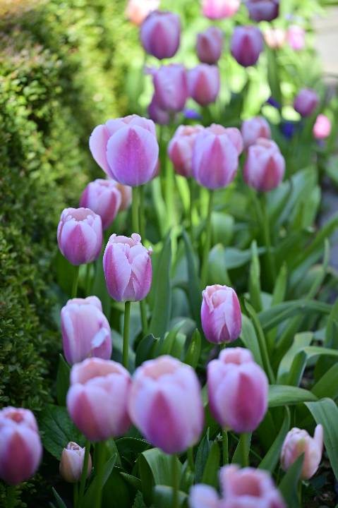 A bed of pink and light purple tulips with green leaves grows beside a dense green hedge, with more blooms fading into the soft background.